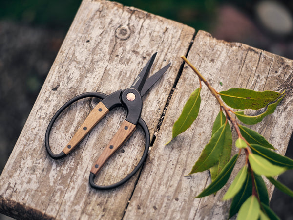 garden, scissors, craft, prune, flower, cut, woman, women, man, men, outdoors, outside, leaf, wood, walnut