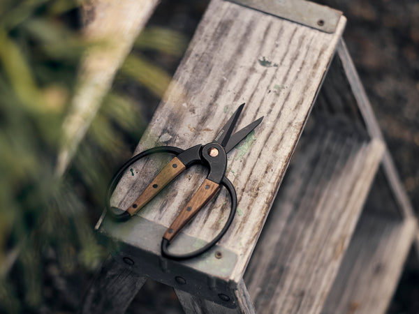 garden, scissors, craft, prune, flower, cut, woman, women, man, men, outdoors, outside, leaf, wood, walnut