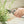 garden, scissors, craft, prune, flower, cut, woman, women, man, men, outdoors, outside, leaf, copper, steel