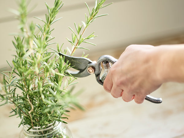 garden, scissors, craft, prune, flower, cut, woman, women, man, men, outdoors, outside, leaf, copper, steel