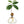 AVOCADO VASE