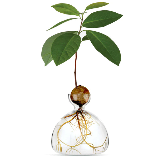 AVOCADO VASE